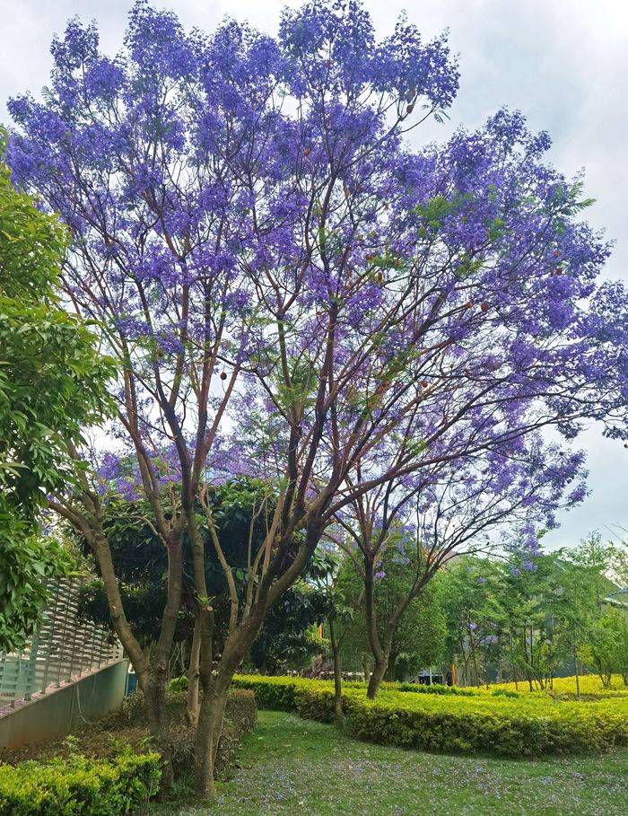 昆明蓝花楹树图片