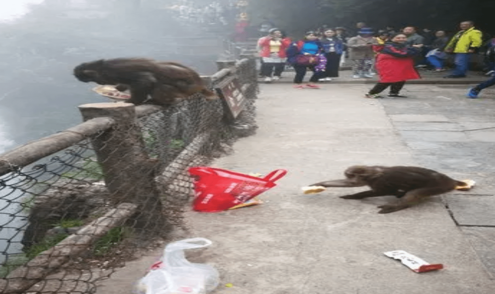 峨眉山人猴大战猴王被当场击毙为何猴子频繁攻击游客