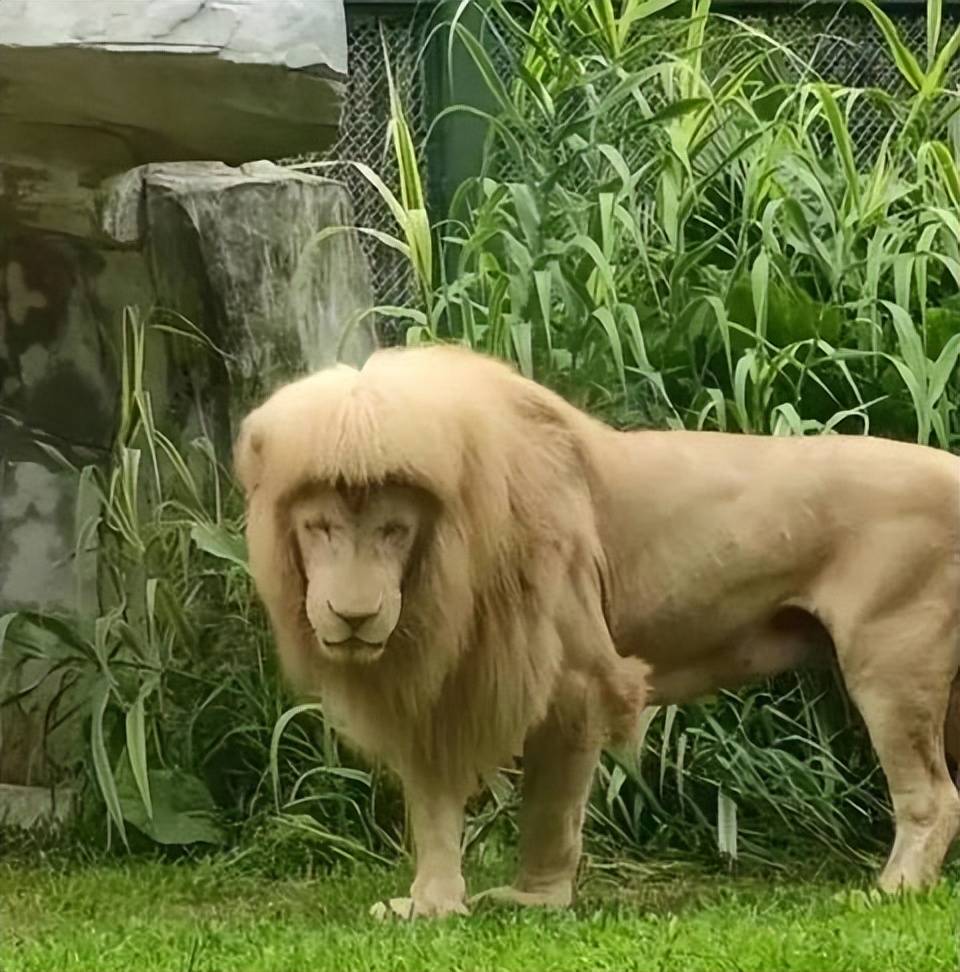 广州动物园狮子留了个齐刘海，竟是自己弄的？百兽之王也有冷知识_搜狐网, image size:960x972