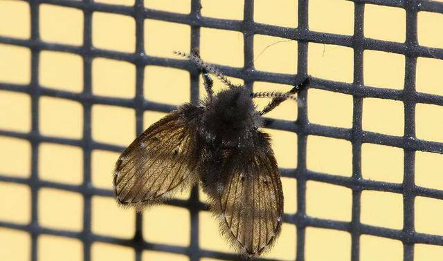 卫生间里面类似小飞蛾的那种小虫子是什么?如何消灭?