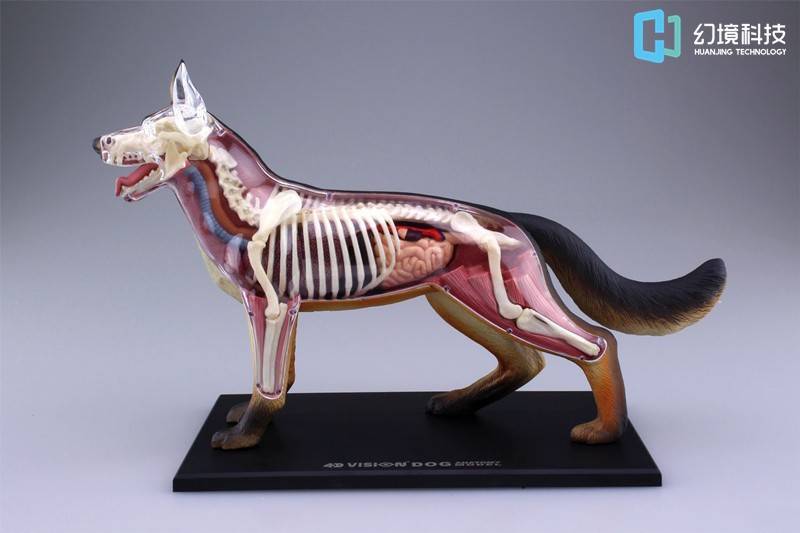 动物解剖虚拟仿真实训系统:虚拟仿真推动动物解剖实验进步与发展