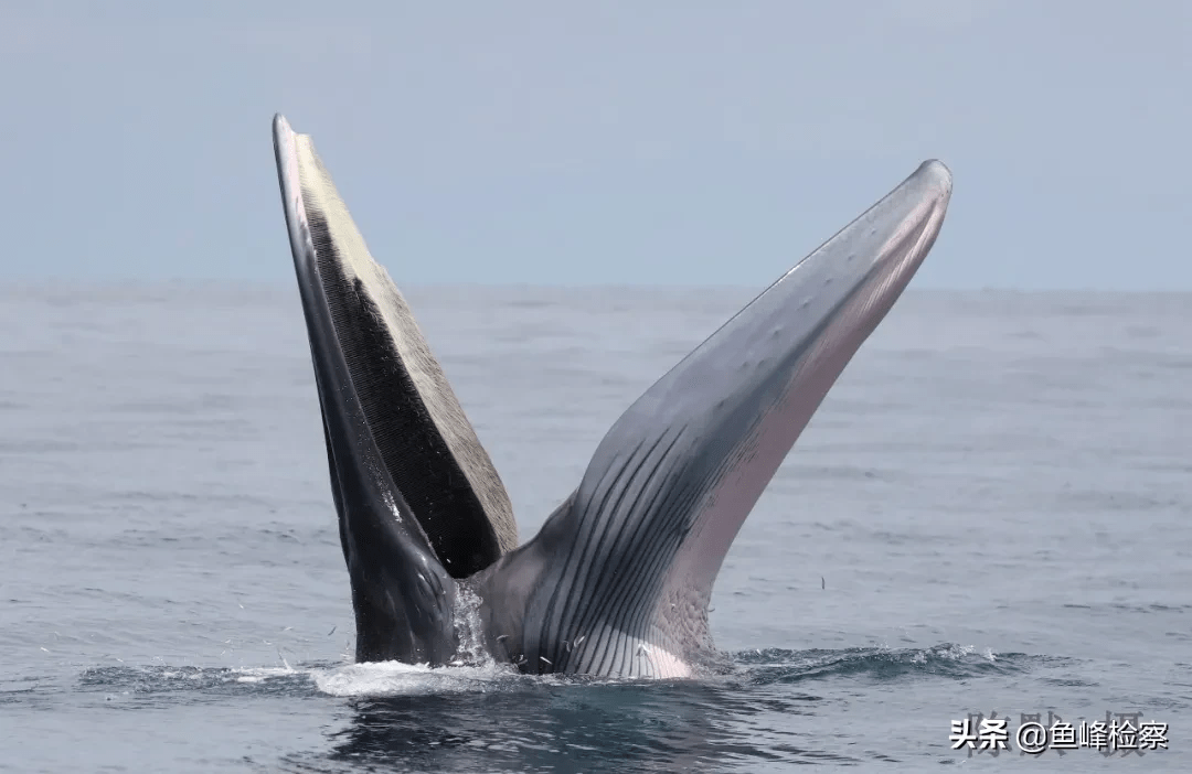 原创高清组图涠洲岛布氏鲸提前庆国庆