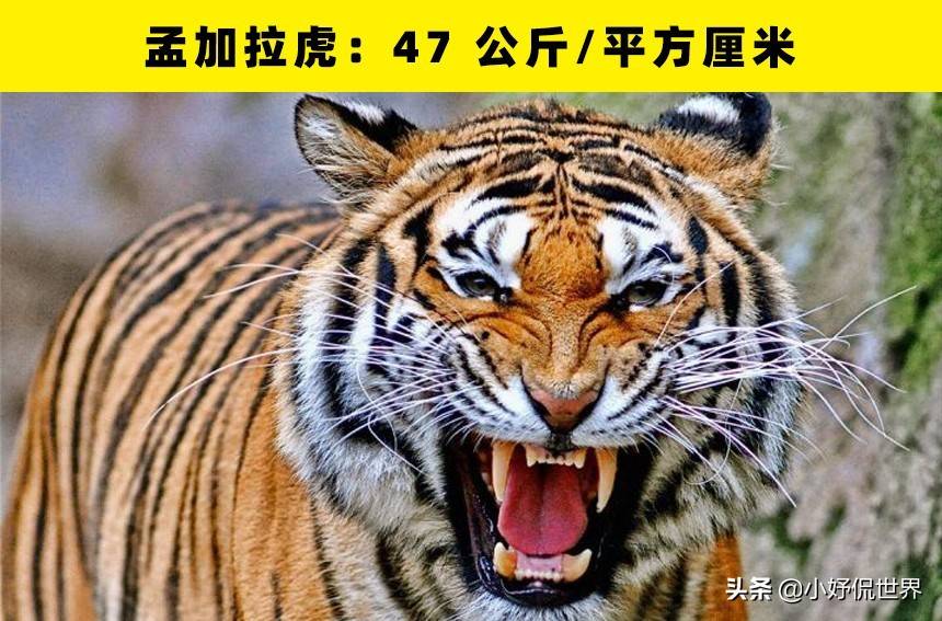 原创动物咬合力哪家强盘点世界上咬合力最强的16种动物