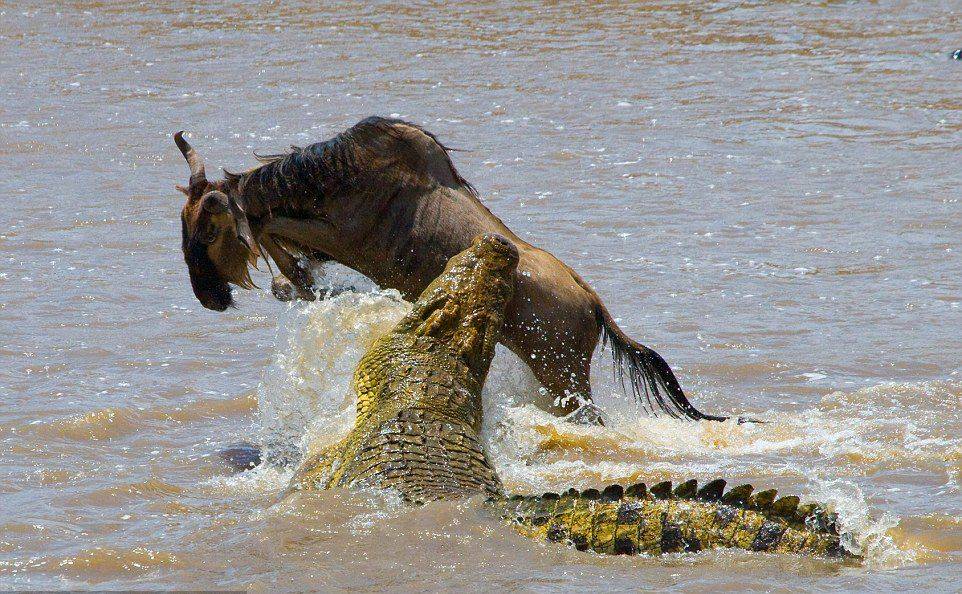 非洲公象在河边喝水愣头青鳄鱼趁机一口咬住象鼻大象痛苦吼叫