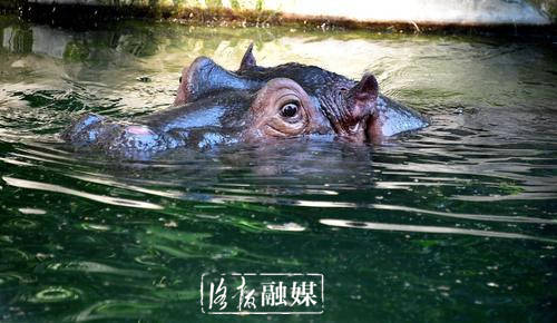 盛夏来袭看洛阳王城公园动物园的动物们如何花式降温