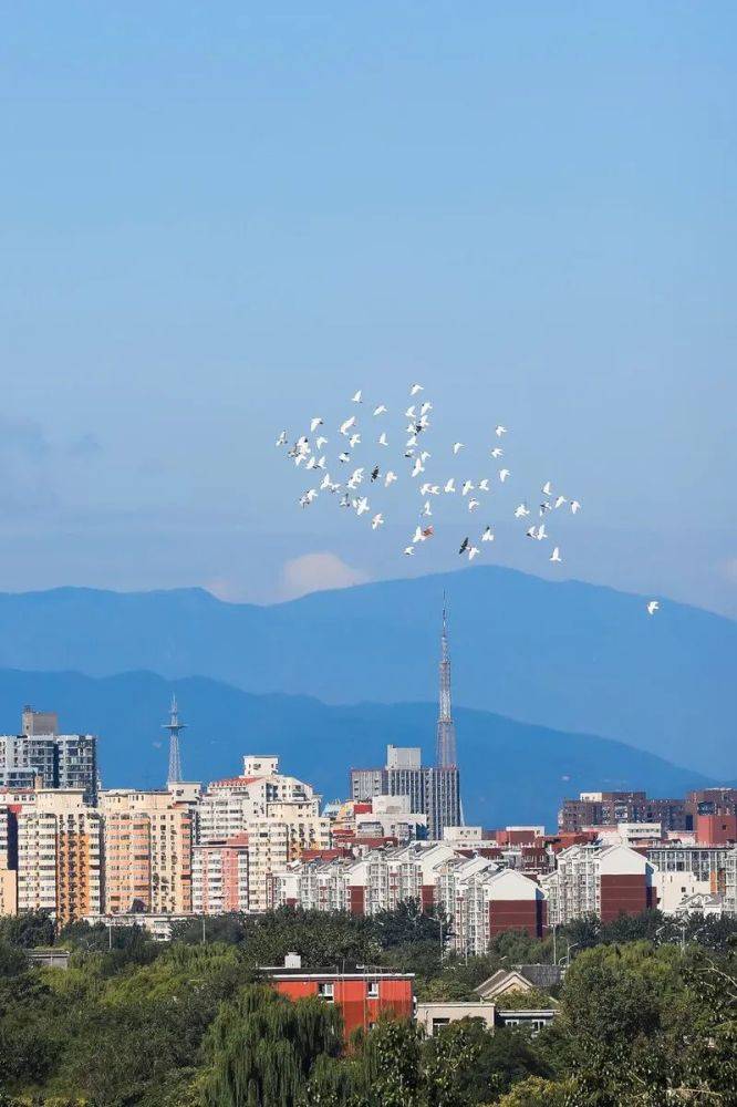 老北京的空中交响曲鸽哨