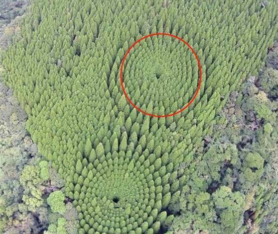 原创             日本无人机拍下树林的景象，引网友热议：这简直是“反人类”现象