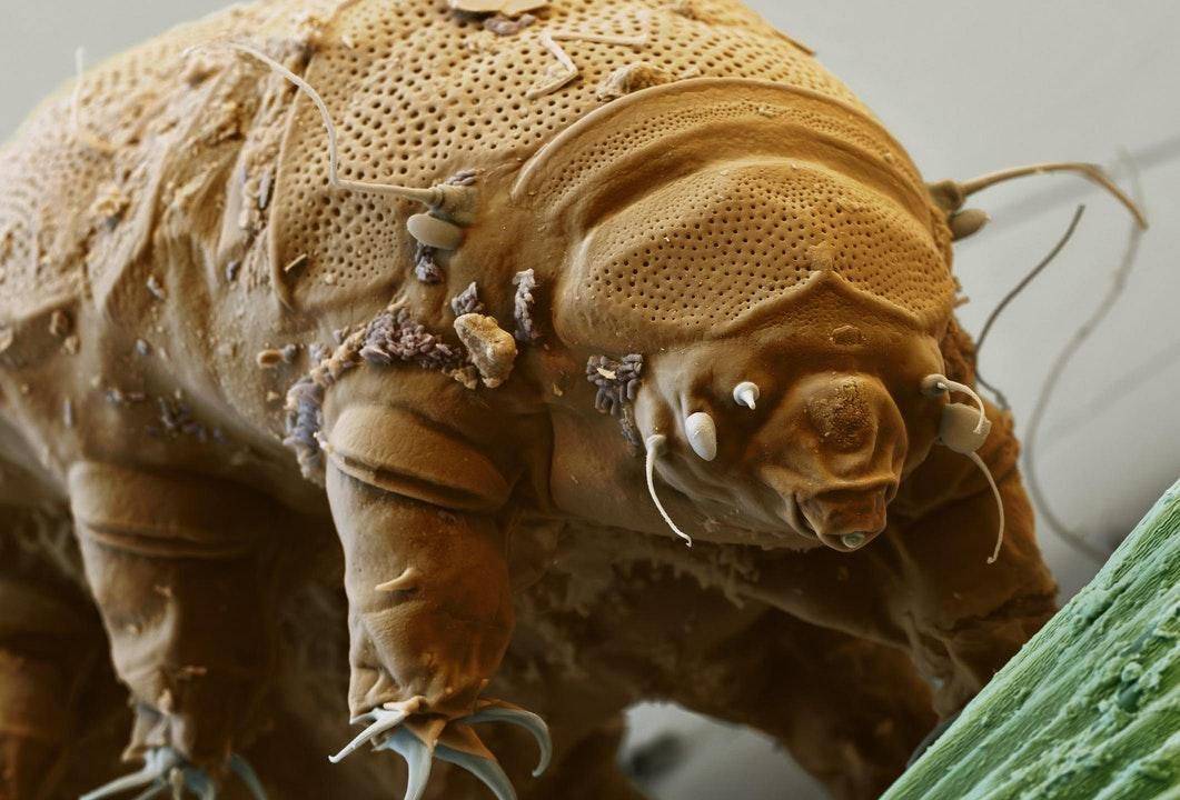 不论水熊虫是不是无敌的,线虫是否可以超越水熊虫