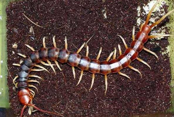 原创蜈蚣被称五毒之首却为何害怕公鸡看完不服都不行