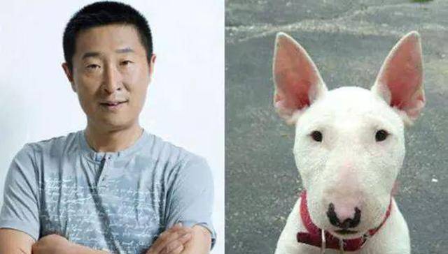 原创盘点和明星撞脸的狗子柴犬像影帝黄渤牛头梗你猜到像谁了吗