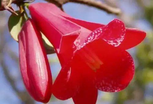 原创花友们都知道世界各国的国花是那些吗说不定你家正养着呢