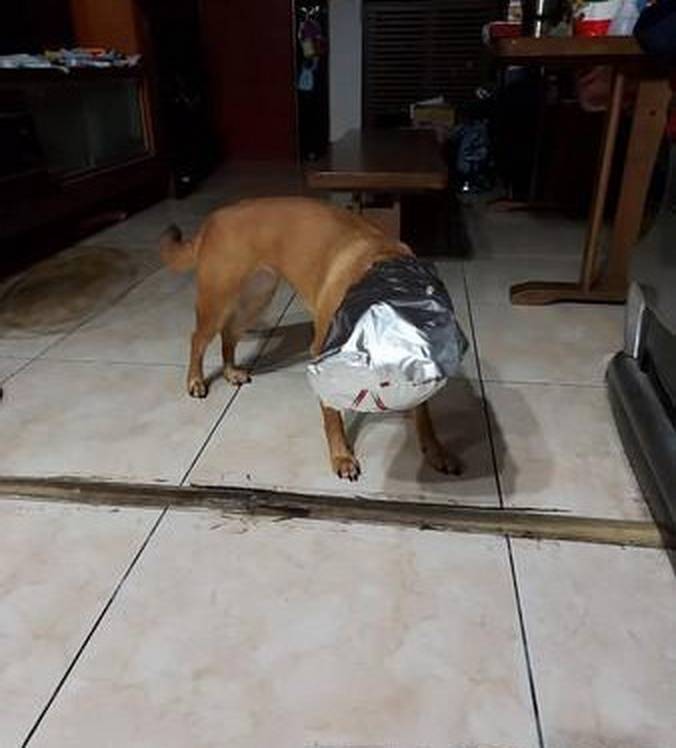 原创下楼看到无头狗差点把主人吓死每年都有狗因此丧命