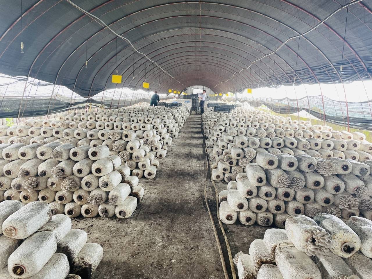 朵朵姬菇撑起"增收伞"_潘玲香_采摘期_种植