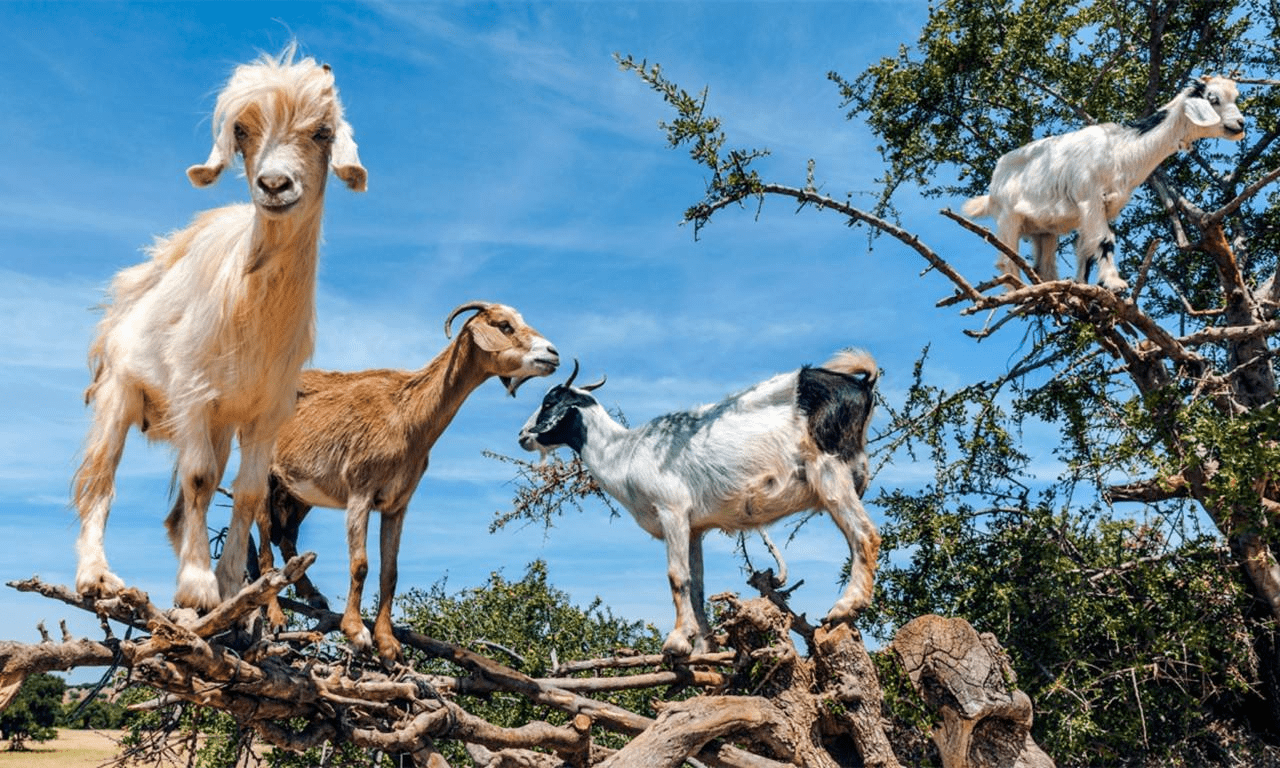 山羊的蹄子又钝又硬,却能爬上崖壁,究竟是怎么做到的?_动物_瞳孔_肌肉