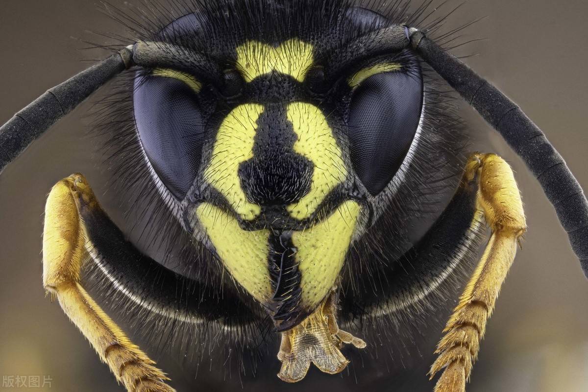 小型生物自保的最强方式-用毒刺自卫_毒液_黄蜂_蜜蜂