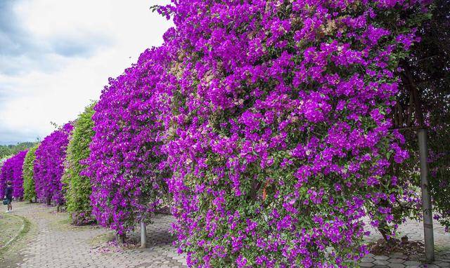 原创地栽三角梅这样养开出一片花海花开绚丽一起来看看