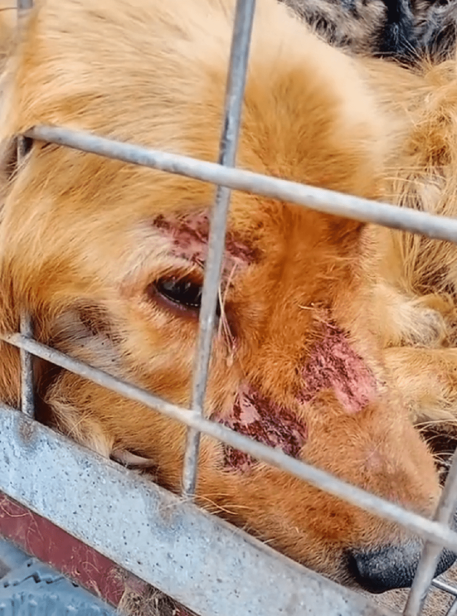 长肿瘤的德牧全都上了狗肉车,哪怕获救,它们也只剩惶恐_小哥_狗狗