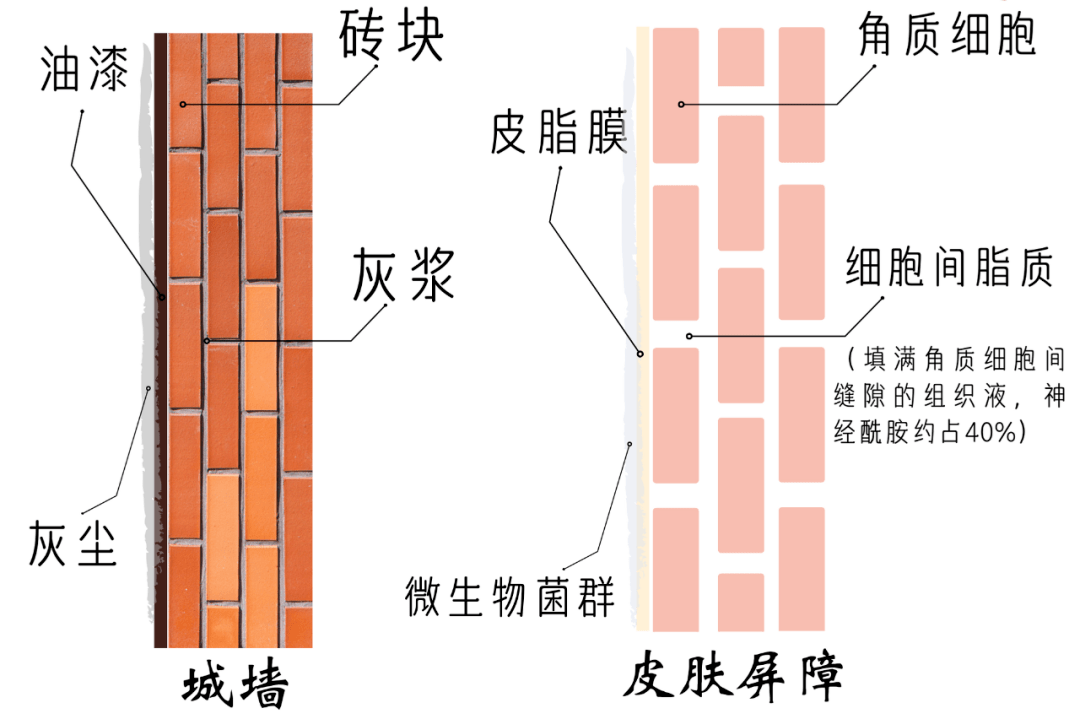 角质层砖墙结构图图片