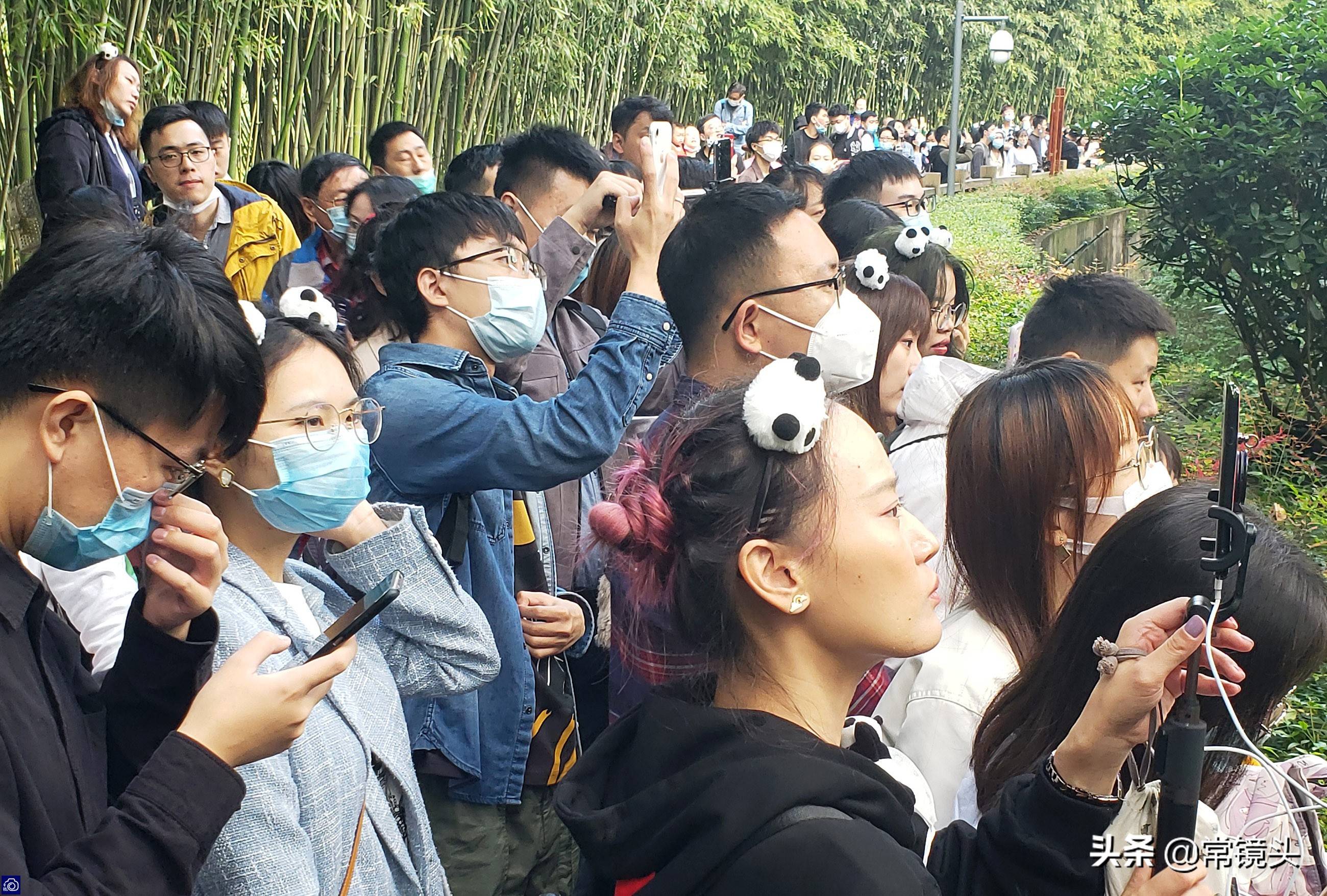 大熊猫爬到树上耍帅看到上千游客围观很害羞赶紧扭头拒绝拍照