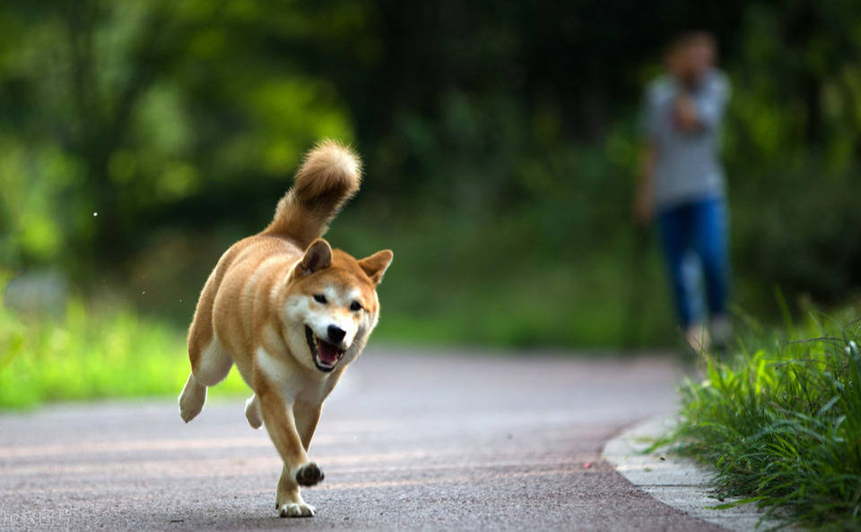 狗狗_金毛_柴犬