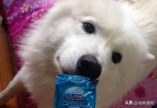 萨摩耶乱翻男朋友的包包,竟然叼出来一个避孕套,女子看的时候真的是很