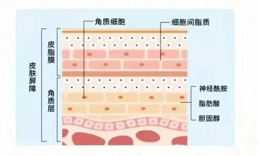 皮肤屏障受损怎么办