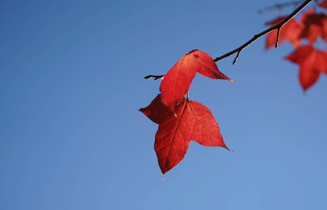 晚秋红叶黄花明丽诗词五首 红叶黄花三峡雨 高风亮节一天秋 白朴 菊花 秋色