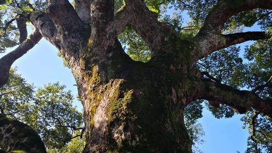 中国最神奇的“树抱佛”，古樟树中藏着佛像，已经有着千年的历史