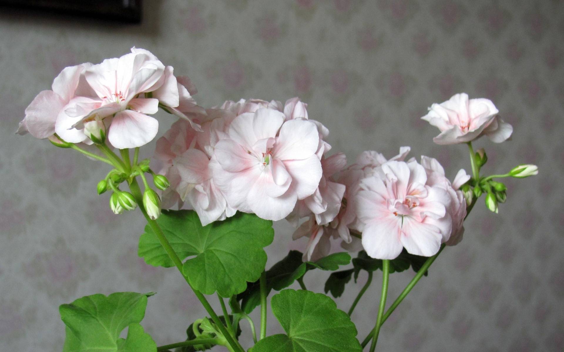 6月5日 11日星座运势 贵人引路 攻无不克的四大星座 生活 方友好 才让