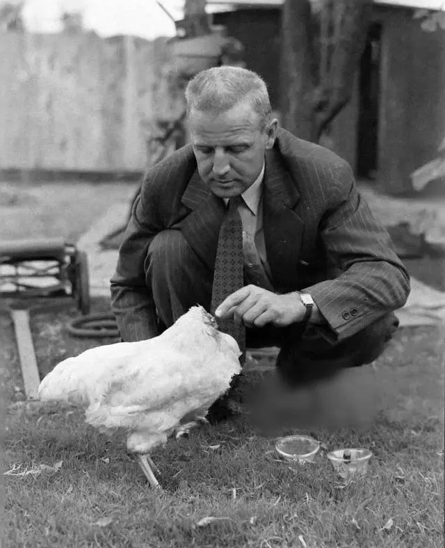 原创被砍头后仍活18个月无头鸡最后的死亡原因竟是这样