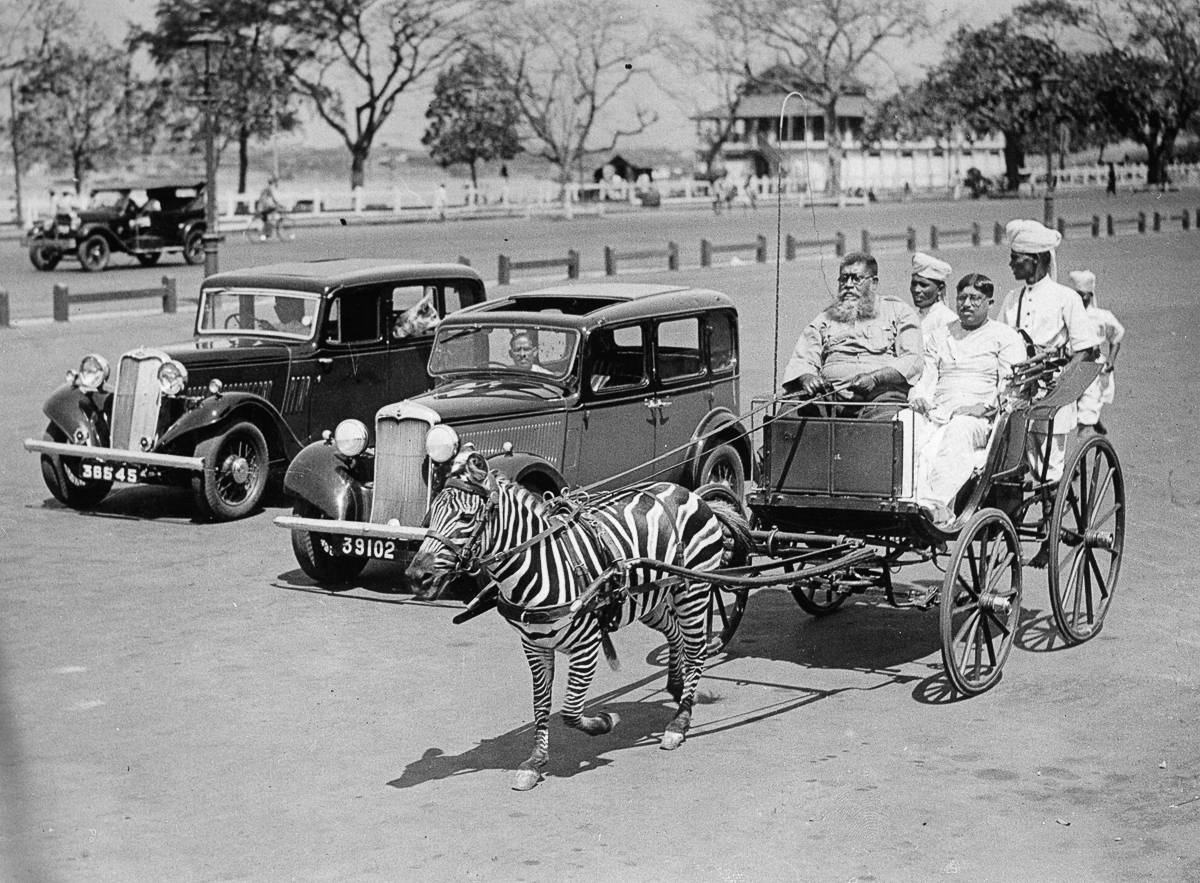 【圖3】1930年,在國外加爾各答,一匹斑馬拉著一輛四輪馬車行走在大街