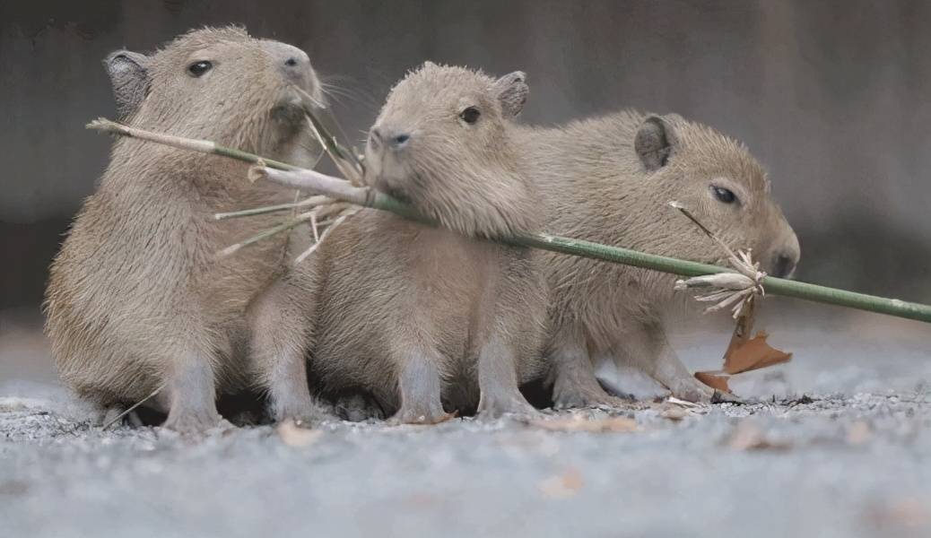 原创水豚世界上最大的老鼠其独特的外形深受人类喜爱