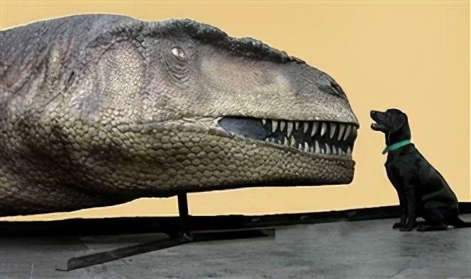 诺弗勒恶龙与国外牧羊犬大小相近,在距今0.65亿-0.7亿年