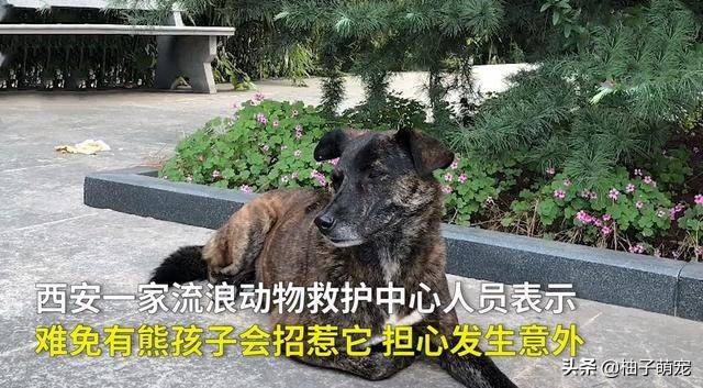 黑子_麻醉針_動物