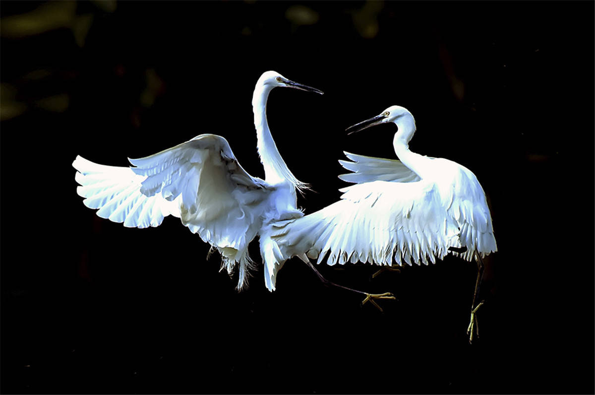 原创中国野生保护鸟类摄影专题作品欣赏01667白鹭