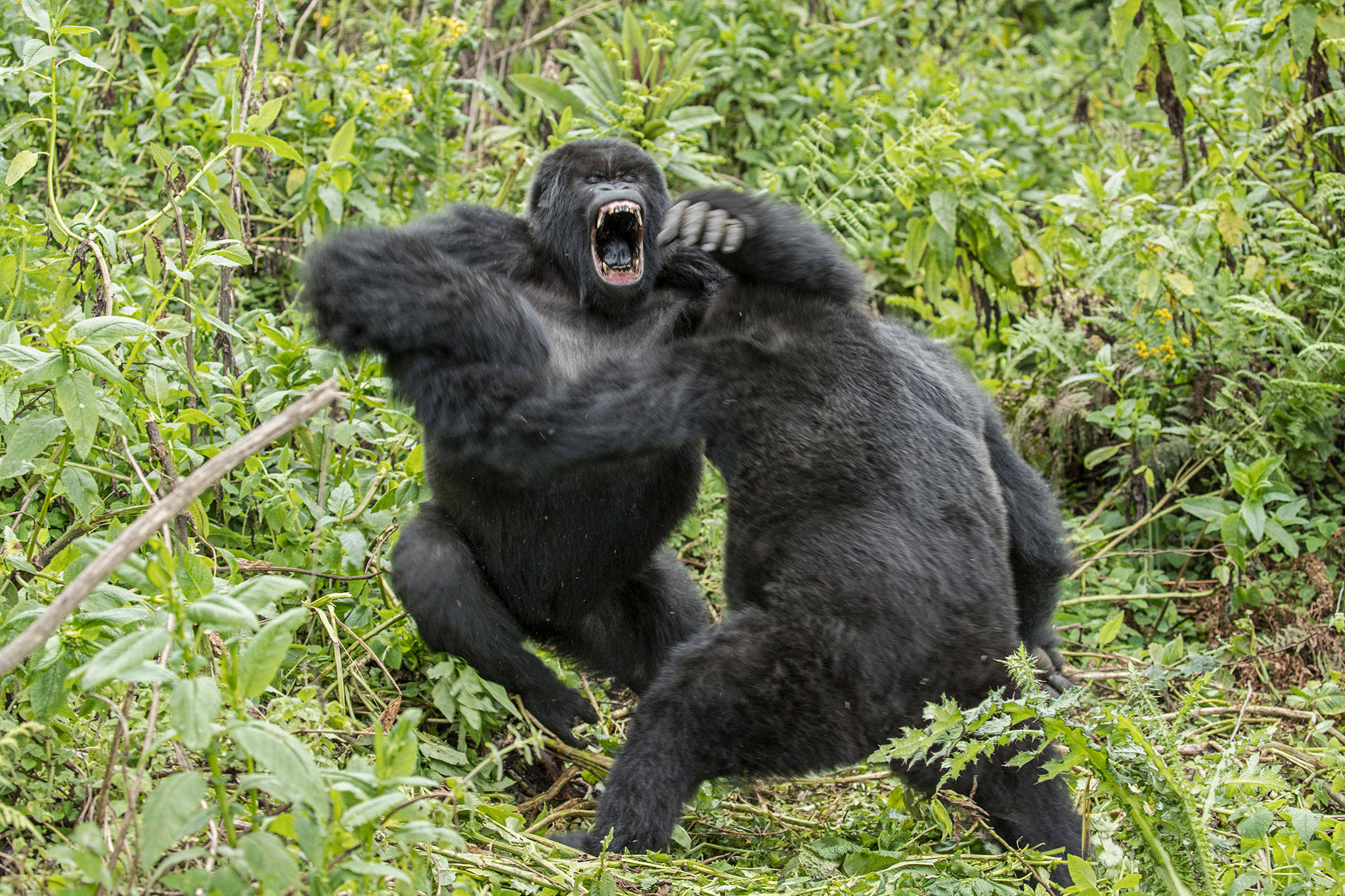 为什么大猩猩会濒危？幼年大猩猩长大太困难，13活不过3岁半
