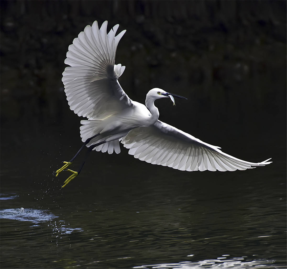 原创中国野生保护鸟类摄影专题作品欣赏01667白鹭