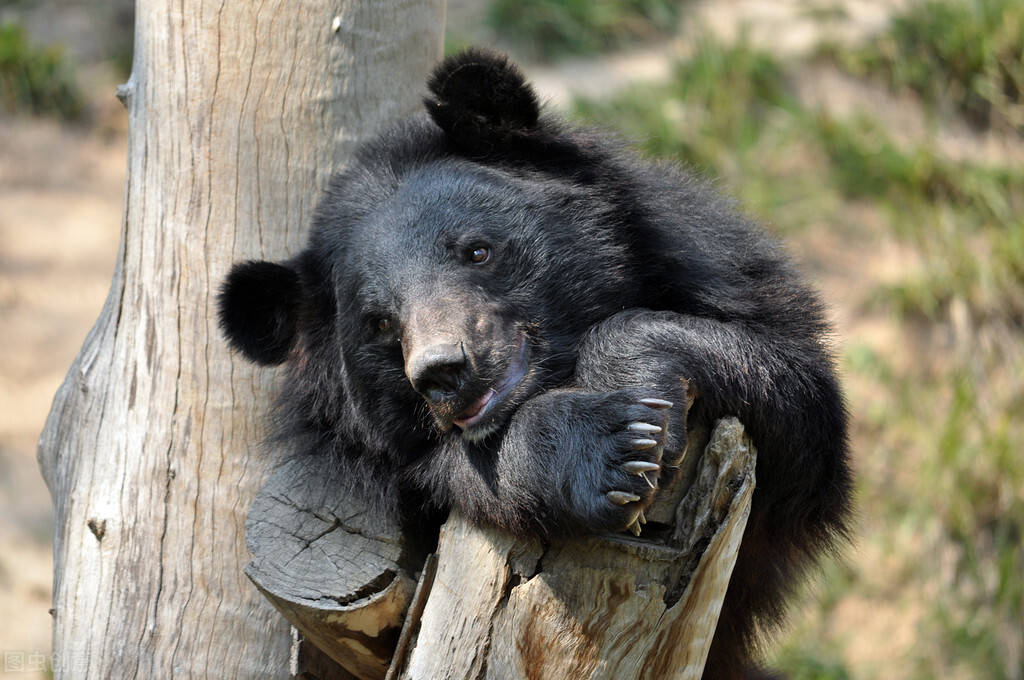 原创黑熊到底有多恐怖在野外遇到黑熊该怎么办装死真的有用吗