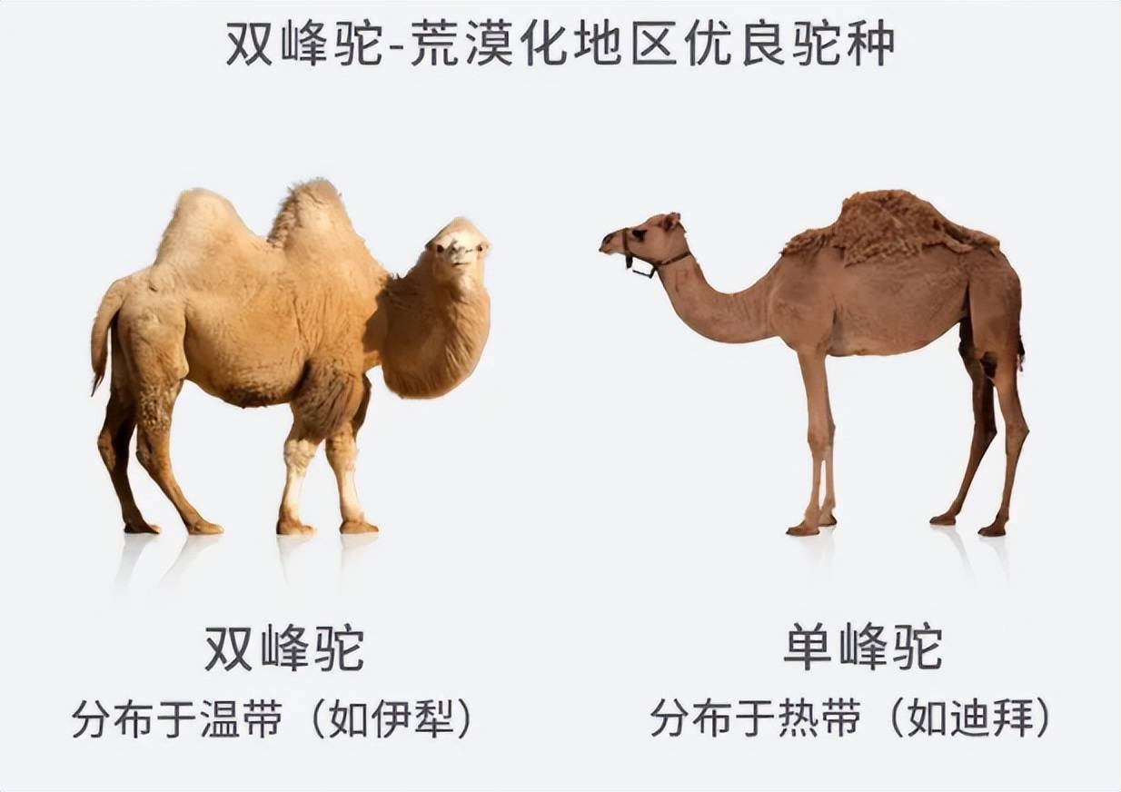 重5吨的大象也会被吃掉,骆驼凭什么没有天敌?