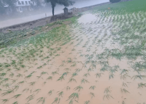 农业知识暴雨灾后水稻田间管理措施