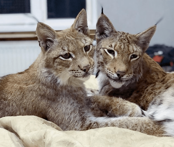 其实,猞猁作为中型猛兽,大型食肉动物,攻击性很强,并不适合家养.
