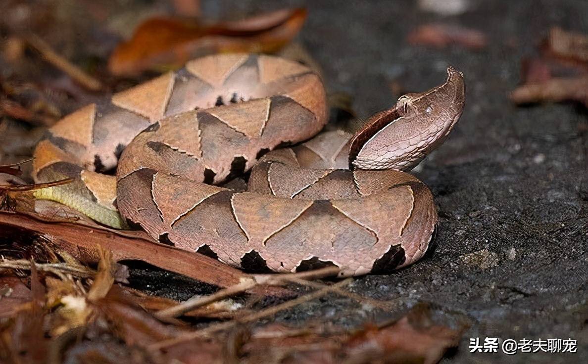 原创中国第二杀人王捕蛇人都畏惧三分的烂肉蛇尖吻蝮