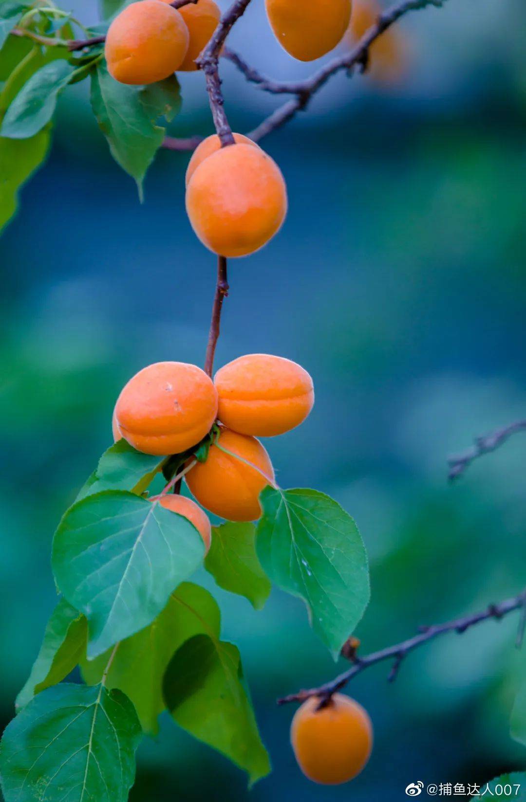 拿好采摘地汇总济南这些小杏运让你心动一夏