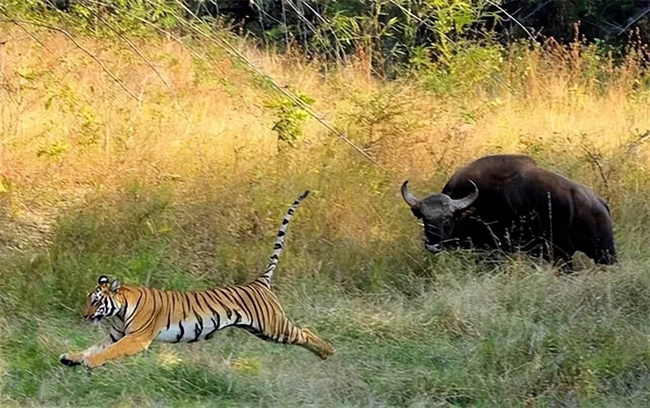 西双版纳白肢野牛斗殴,1只孟加拉虎靠近,674头野牛转头围攻老虎