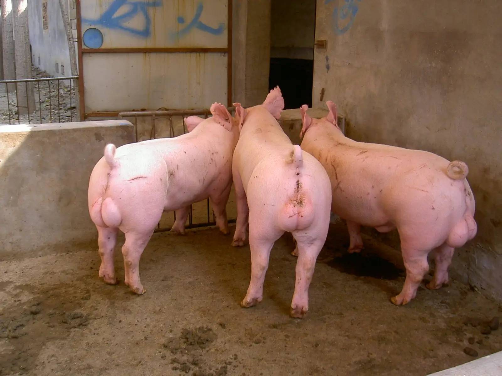 上海祥欣种猪场公猪图片