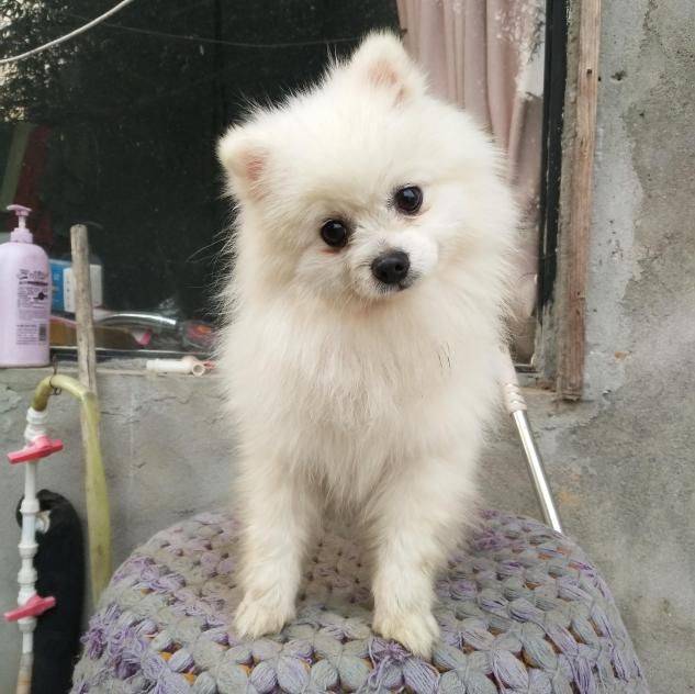 公主的身子,土狗的命,但是全家都很爱它_小狗_老公_博美