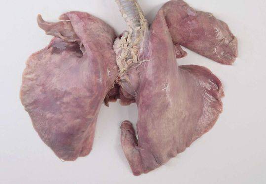 新鲜的羊肺颜色正常,没有水肿或硬块,没有异味,用手摸起来有弹性.