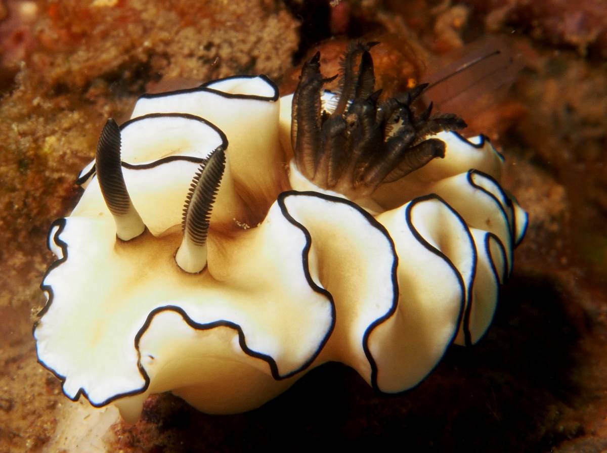 多角海蛞蝓图片