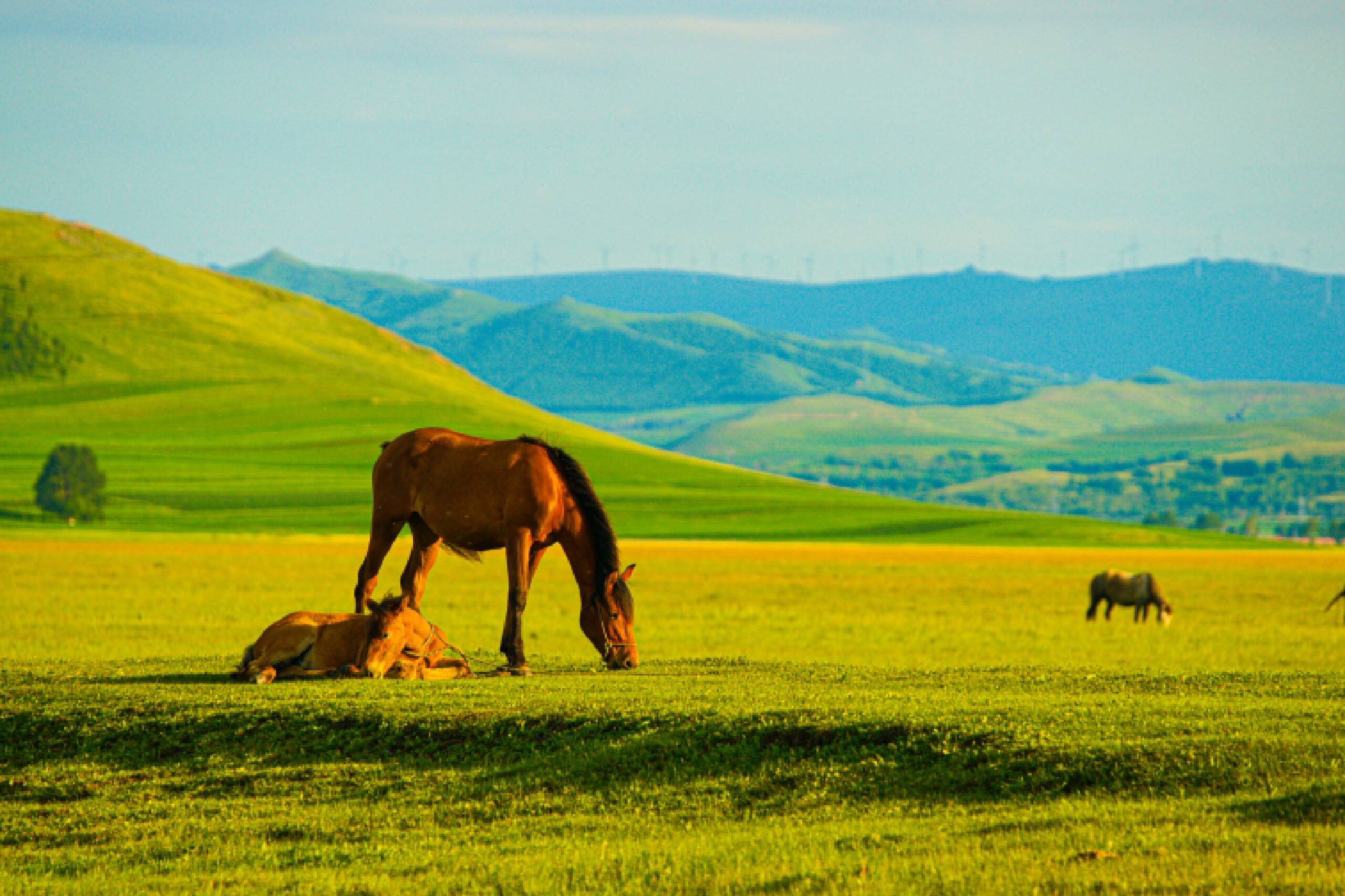 可谁能想到,这样它却整天"以泪洗面"呢——泪腺分泌的泪液在眼睑的