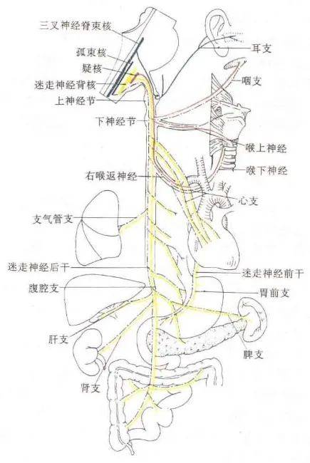 副神经走形图片